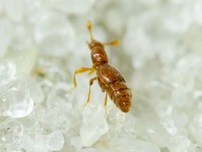 Trimium brevicorne (Reichenbach, 1816)